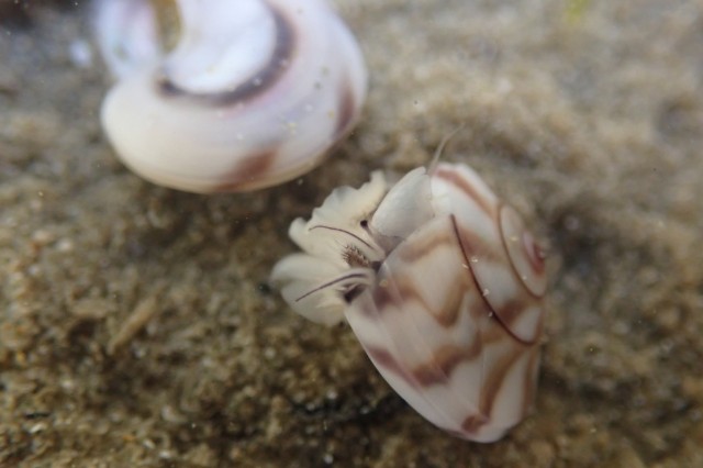 Wheel Shell Snail buried in the sand with its head poking out of its shell
